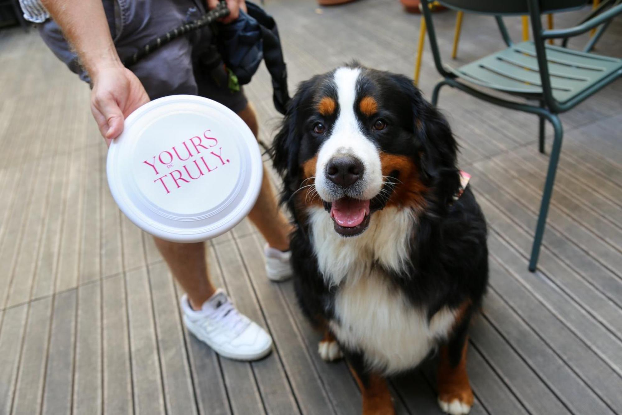 유어 트룰리 Dc 호텔 워싱턴 외부 사진 Bernese Mountain Dog with a disc